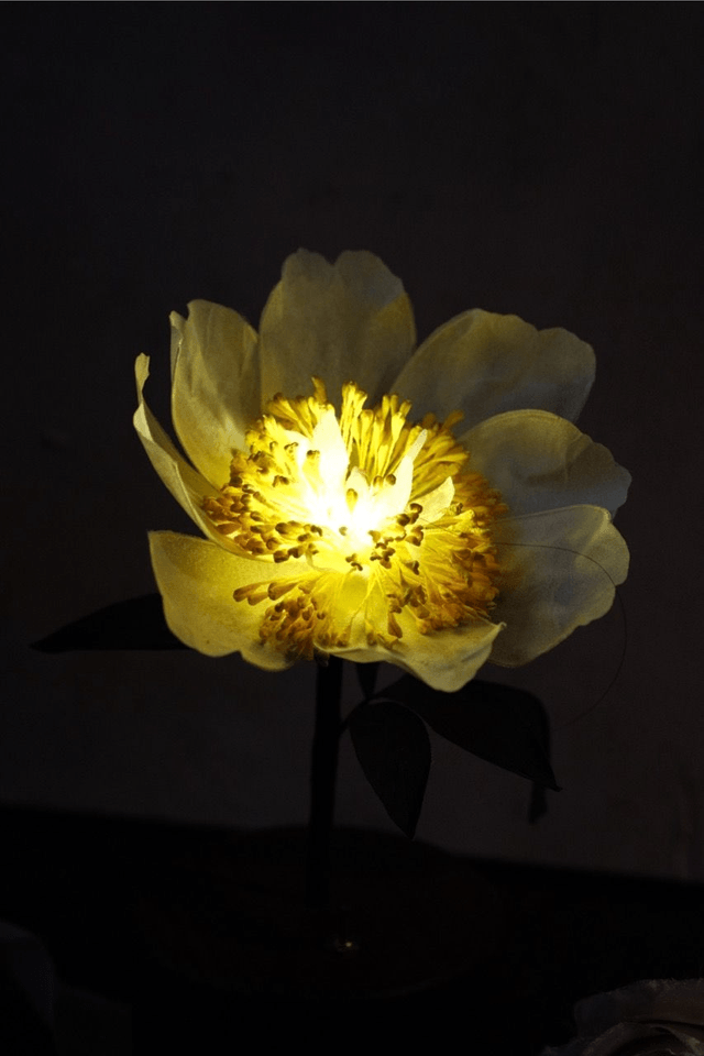 Flower Candlelight .009 Claire de lune Peony
